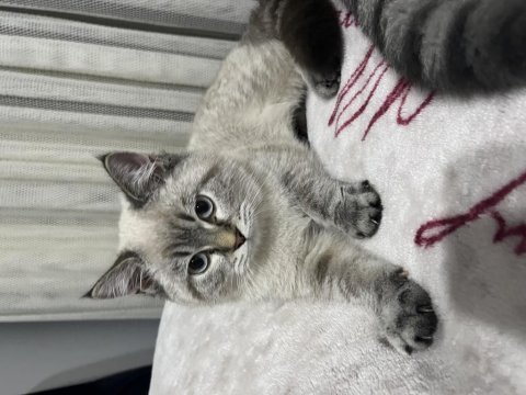 British longhair çok sevecen kedimiz