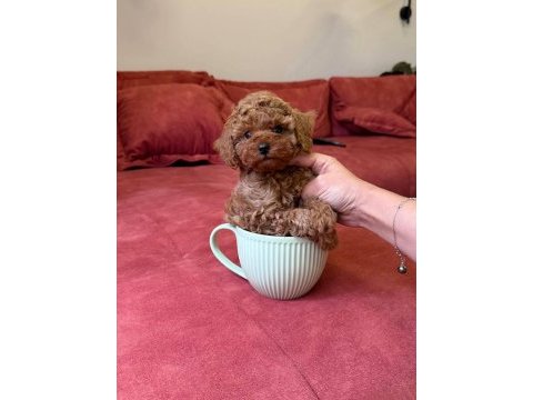 Sevimli toy poodle yavrularımız yeni ailelerini arıyor