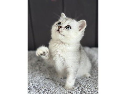 British longhair ve shorthair silver