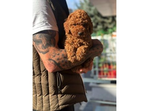 Teddy face poodle yavrularımız