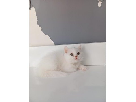 Beyaz saf kan british shorthair kedimiz