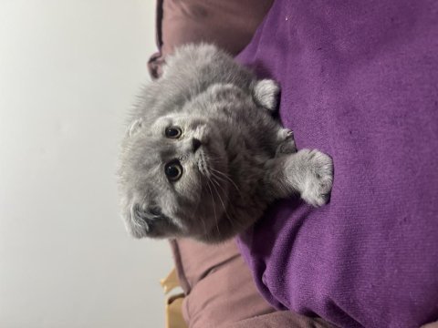 Dişi scottish fold yavru