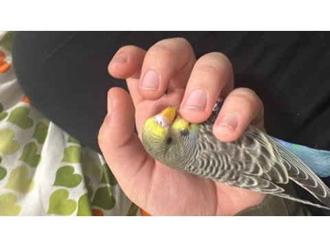 Acil yavrular rainbow muhabbet kuşu