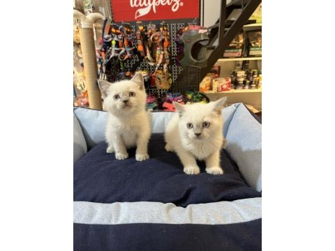 Orjinal blue point british shorthair yavrular