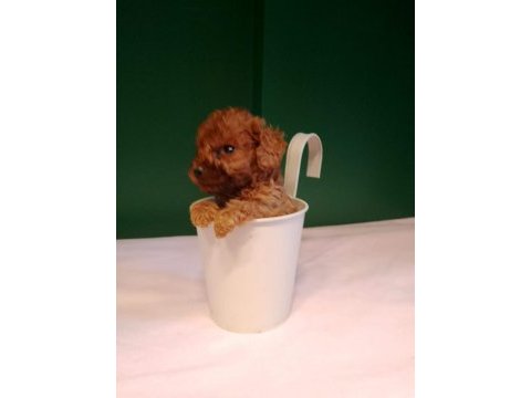 Mükemmel teacup poodle yavrularımız