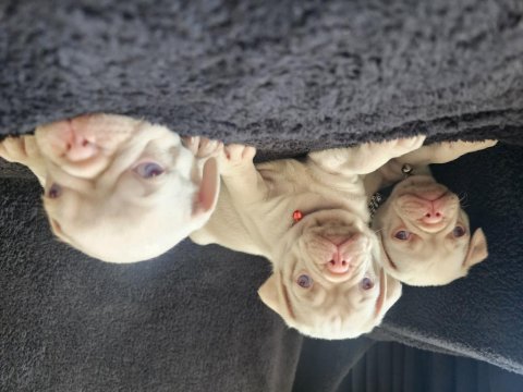 Yeni pink pug mops bebeklerimiz izmir