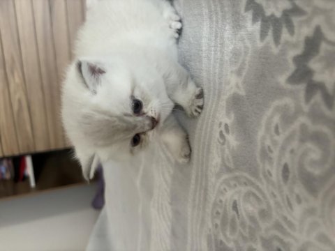 Safkan ve iri cins british shorthair anne altından
