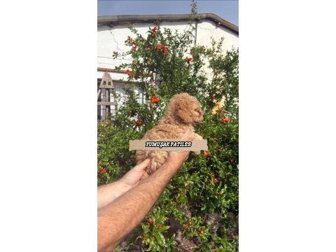 Toy poodle dişi ve erkek
