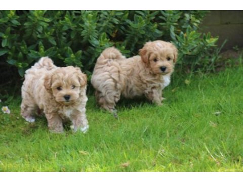 Maltipoo  yavrularımız 