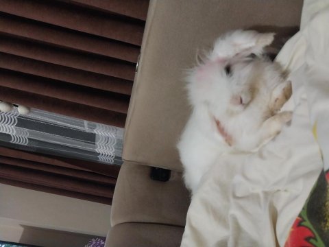 Hollanda lop tavşanı