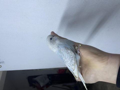 Yeni yeme düşen muhabbet kuşu yavrular her renk mevcut