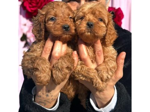 Kalpleri fetheden maltipo yavruları ruhsatlı çiftlik