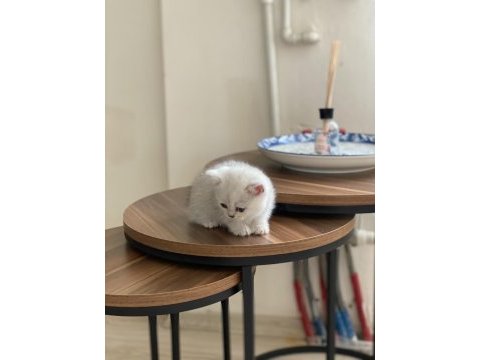Chinchilla yavrularımız yeni ailelerini bekliyorlar