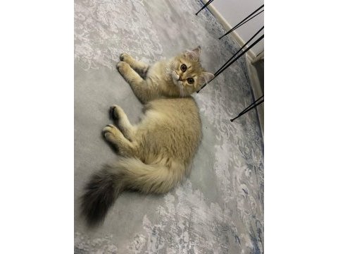 Güzel british longhair kızımıza sıcak bir yuva
