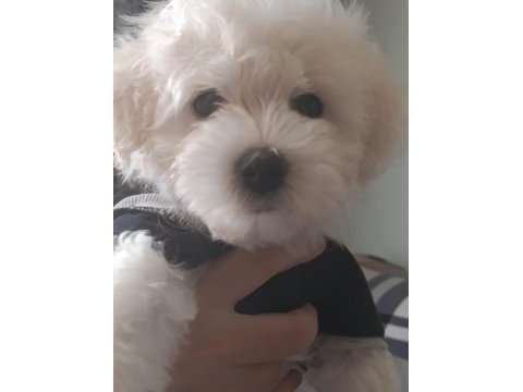 Maltese terrier iki aylıklar