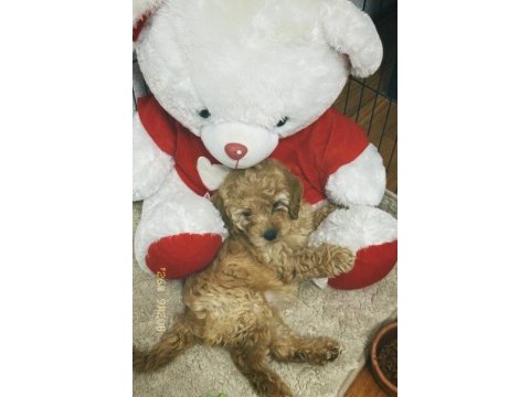2 aylık dişi maltipoo