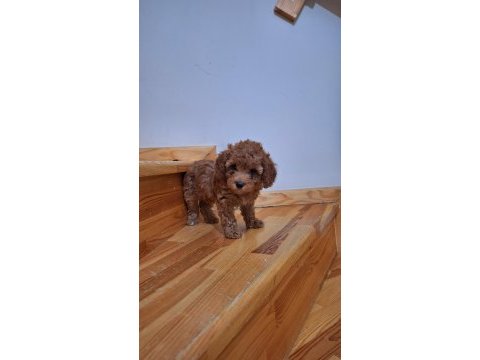 Toy poodle kızlar