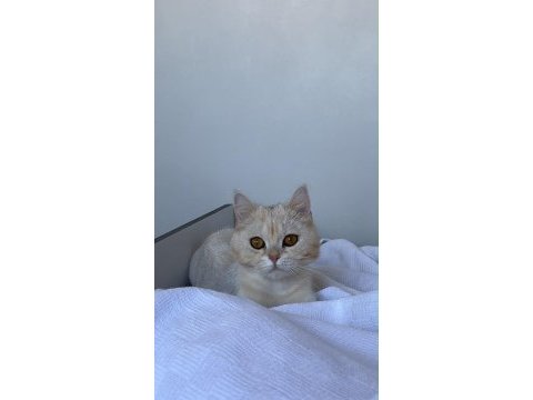 Çok uslu kendini sevdiren kedimiz