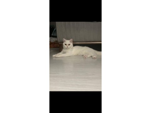 9 aylık dişi egzotik shorthair kedim