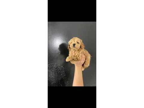 Maltipoo bebekler teslime hazır