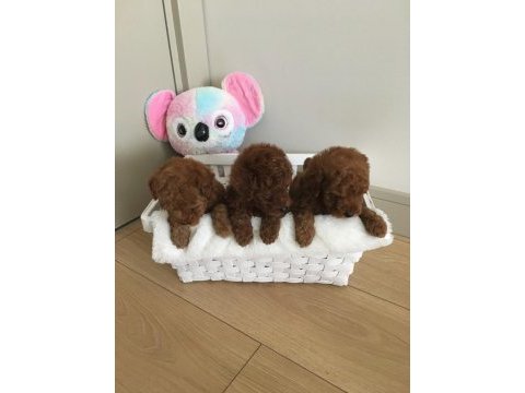 Xxs mıkro oyuncak teacup korea poodle dişi erkek
