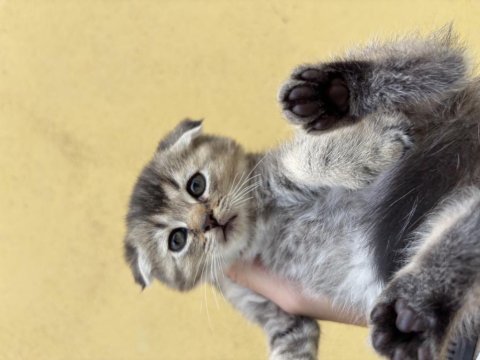 2 aylık scottish fold yavrular