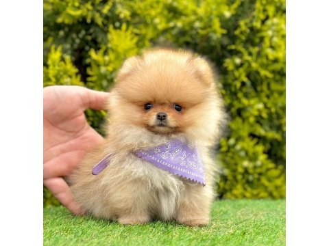 Sevimli pomeranian boo yavrularımız