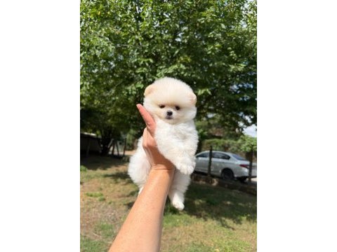 Pomeranian kar beyaz dişi