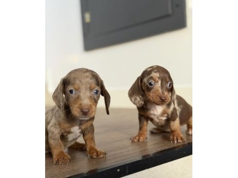 Birçok seçenek ile dachshund sosis bebekler