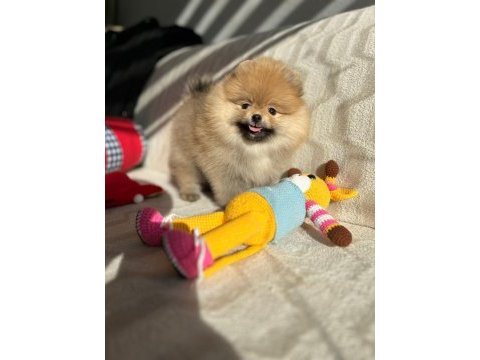 Show kalite pomeranian boo yavrum