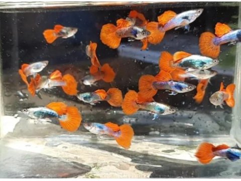 Çok sayıda lepistes yavrumuz mevcuttur