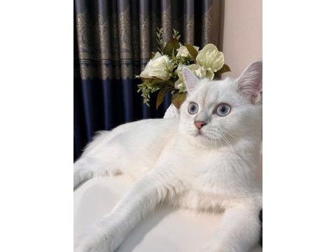 4 aylık erkek british shorthair silver point