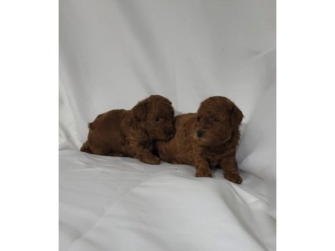 Irk ve sağlık garantili toy poodle dişi