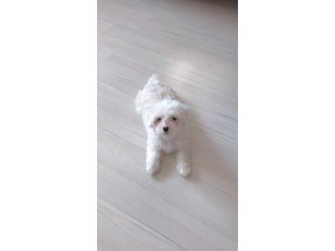Acil sahiplendirme maltese terrier