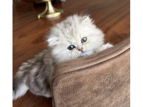 British longhair yavru