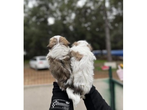 Shih tzu yavrular