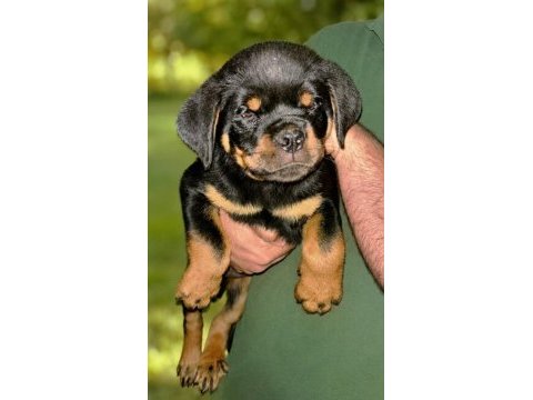 A şecereli rottweiler yavrular