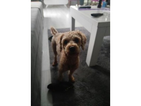 Toy poodle köpeğimiz