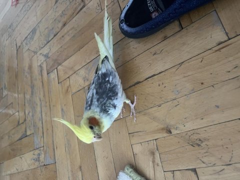 Evcil konuşan erkek sultan papağanı