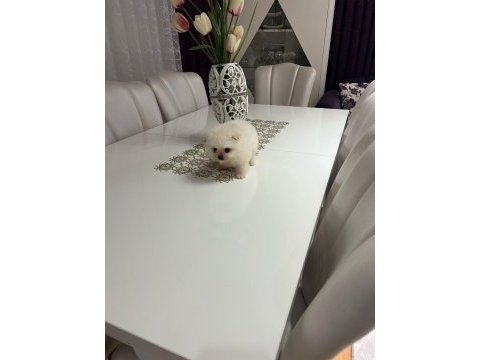Pomeranian boo süt beyaz köpeğimiz