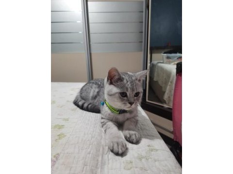 Aşıları tam ve kısırlaştırılmış british shorthair