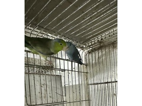 Forpus papağanı