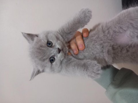 Orijinal bakımlı minik british shorthair dostlar 48 günlük
