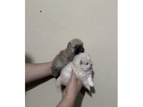 Pomeranian boo mikro dişi prenses