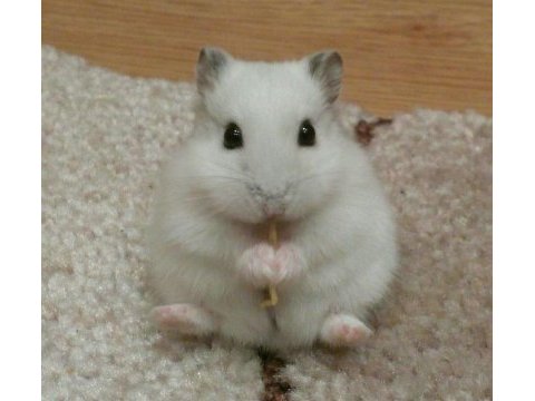 Hamster-gonzales yavruları heryere gönderim