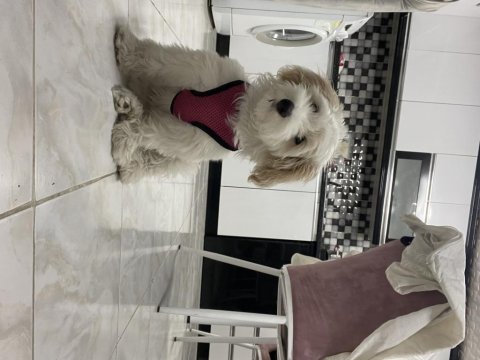 Pamuk gibi maltipoo