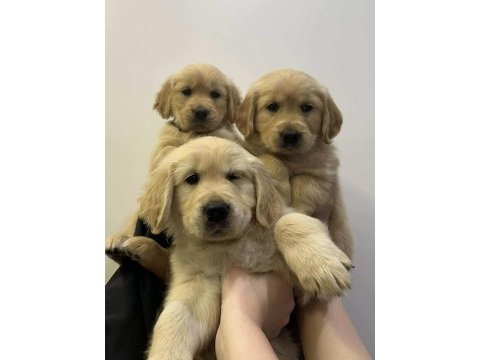 Anatomi harikası golden retriever bebekler