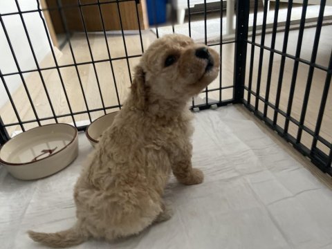 Maltipoo yavru köpeğimiz