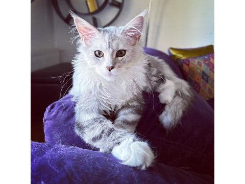 Safkan maine coon bebekler