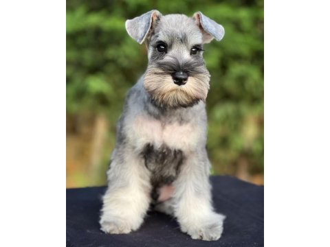 Fcı şecereli miniature schnauzer